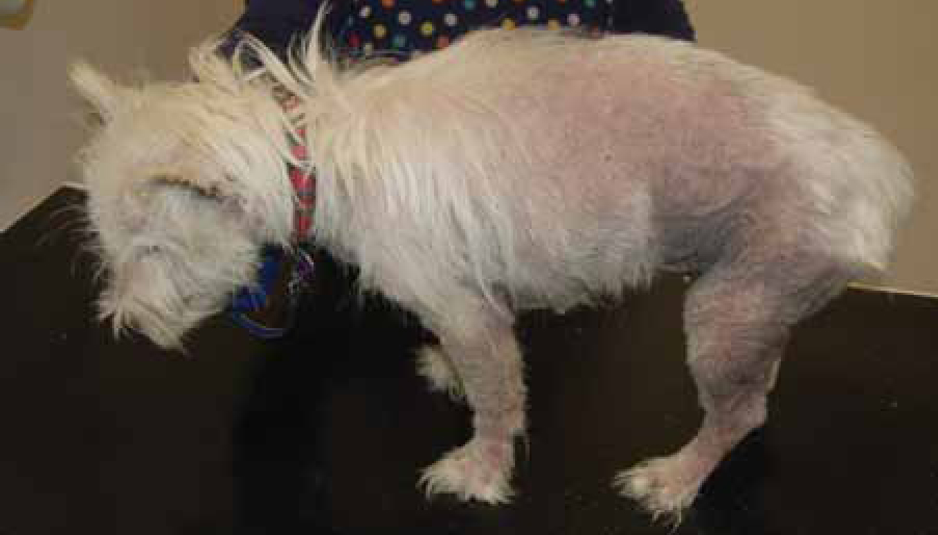 Lichenification treatment for dogs hot sale