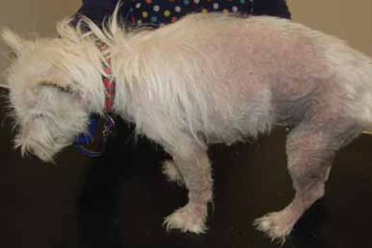 Figure 1. West Highland White terrier with long-standing atopic dermatitis showing generalised traumatic alopecia and lichenification.