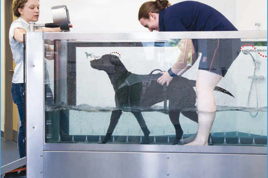 Figure 3. Dog on an underwater treadmill.