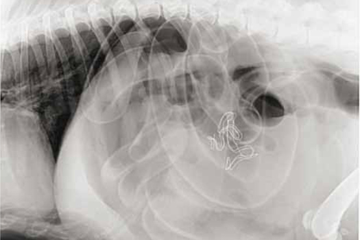 Figure 1. A radiograph taken 4 days post operatively showing retained contaminated laparotomy pad with radio-opaque marker. Note the development of septic peritonitis; abdominal effusion and distended loops of small intestines due to ileus.