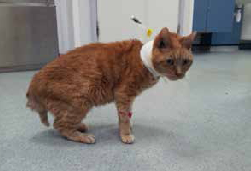 Feline diabetic neuropathy treatment shop