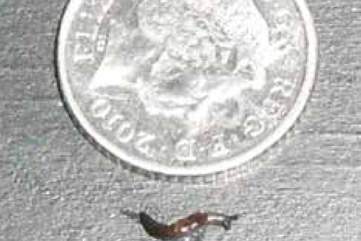 Figure 1. Small slug.