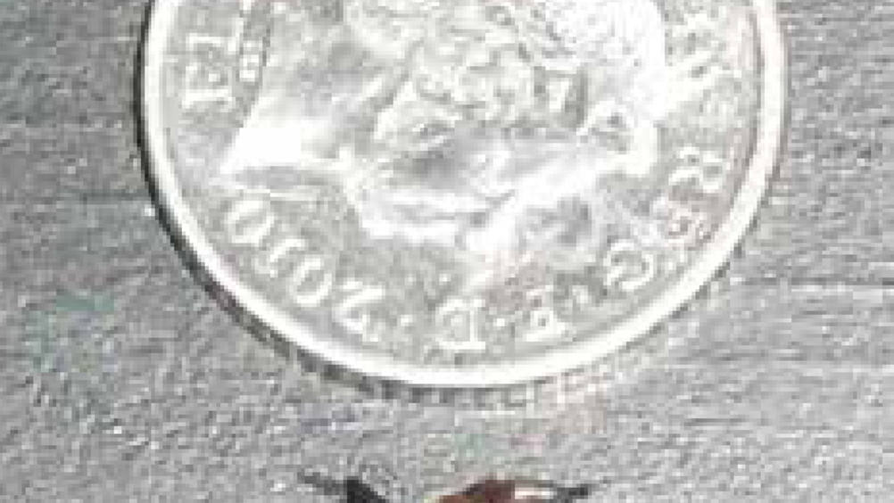 Figure 1. Small slug.
