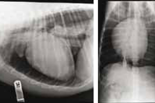 Figure 1. Thoracic radiographs revealing a tension pneumothorax.