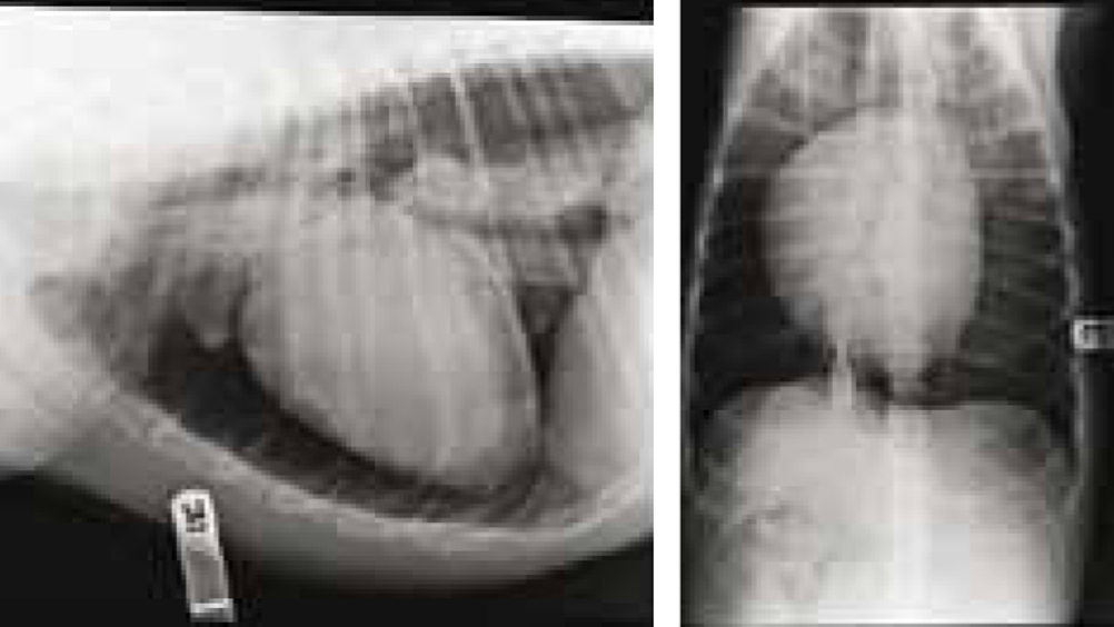 Figure 1. Thoracic radiographs revealing a tension pneumothorax.