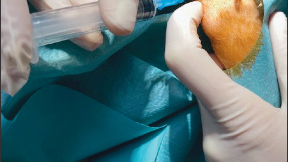 Figure 2. Stifle arthrocentesis.