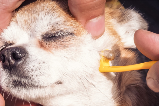  Ticks should be removed with a tick removal tool.