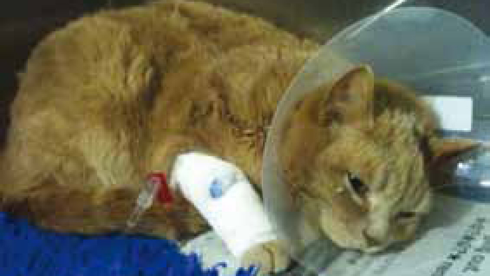 Figure 1. Post-operative soft tissue surgery. The hunched posture of this cat is indicative of abdominal pain.
