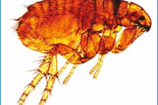 Figure 1. An adult cat flea Ctenocephalides felis.