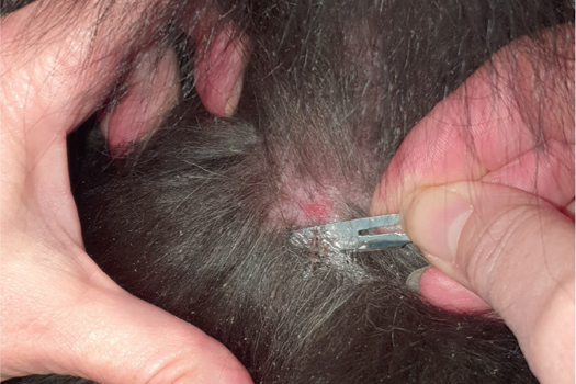 Figure 2. Skin scraping taken from the dorsum of a Sheltie with diffuse scaling and erythema; note how the dislodged epidermal material adheres to the sharp edge of the scalpel blade because it is coated with liquid paraffin and also that the skin has been scraped repeatedly by the pet to cause erosion of the epidermis.