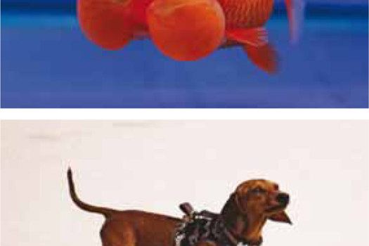 Figures 1. Harmless beautification or harmful modification? (Goldfish from http://en.wikipedia.org/wiki/File:Goldfish_Bub-ble_Eye.jpg. Dachshund courtesy of Pat Endersby).