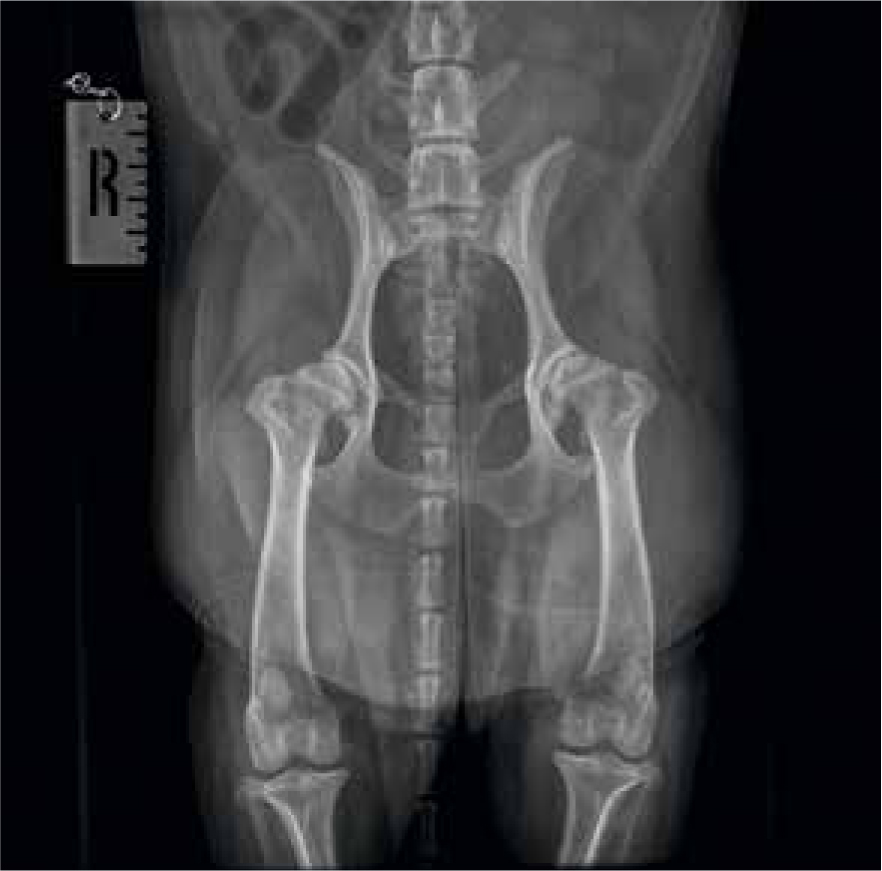 Cocker spaniel hip sales dysplasia