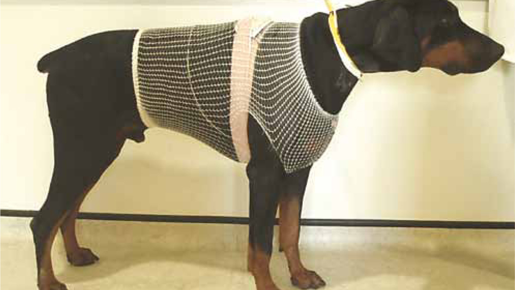 Figure 2. Doberman wearing a 24-hour electrocardiography monitor monitor, as a screening device for dilated cardiomyopathy. Dobermans have been shown to have a higher sudden death rate, associated with ventricular arrhythmias.