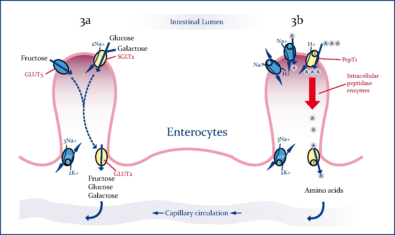 What rehydration solutions to stay hydrated during diarrhoea, gastroes –  HYDRATIS