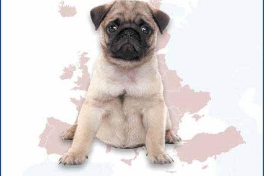  Brexit does not mean that we have to stop working with and alongside other EU countries and associations in pursuit of mutual objectives such as safe and secure pet travel regulations.