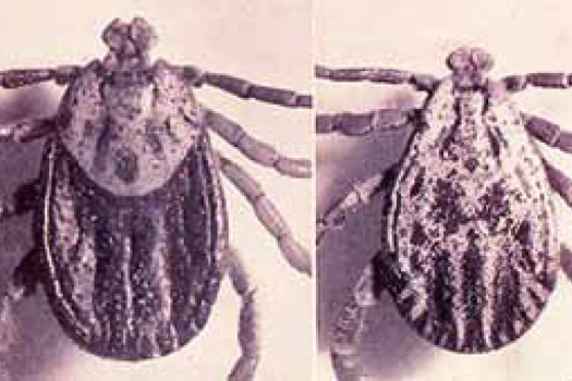 Figure 1. Dermacentor reticulatus showing the extent of its ornate scutum in unfed female (left) and male (right) ticks.