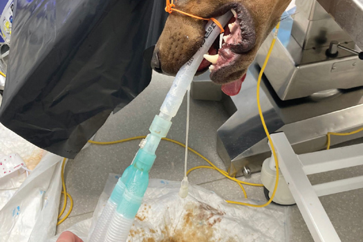 Figure 2. The patient's head still in the recommended position shortly after treatment. It is important to ensure the endotracheal tube is secure.