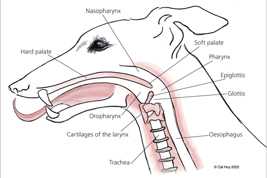 Figure 1. Diagram of anatomical features associated with endotracheal intubation.