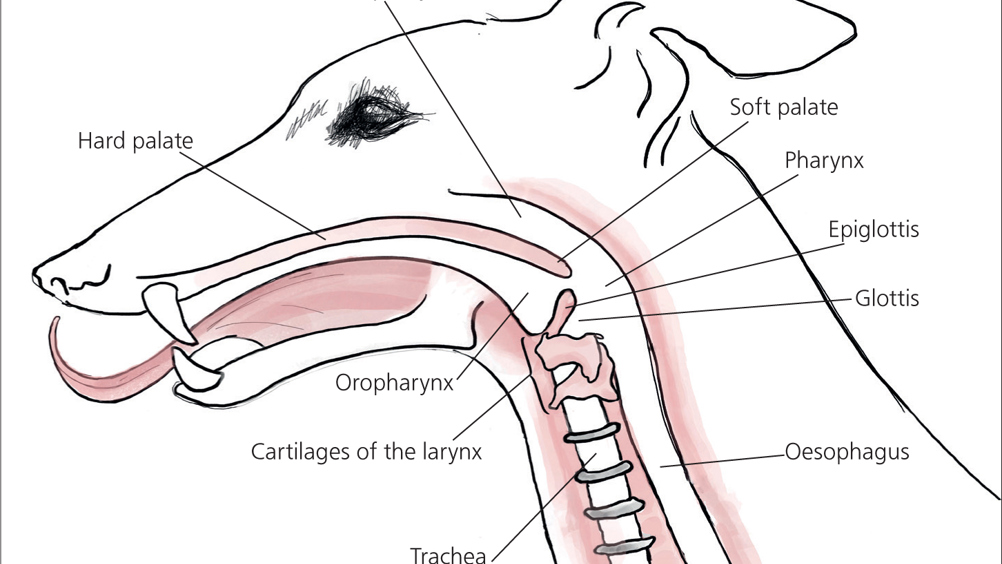 Pet N Shape Small Trachea