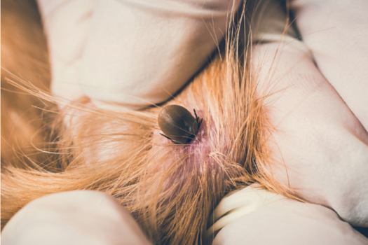  A tick on a dog.