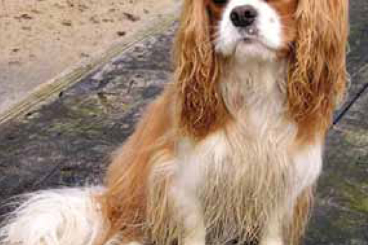 Figure 1. Inbreeding can lead to hidden inherited problems, such as heart conditions in the Cavalier King Charles Spaniel.