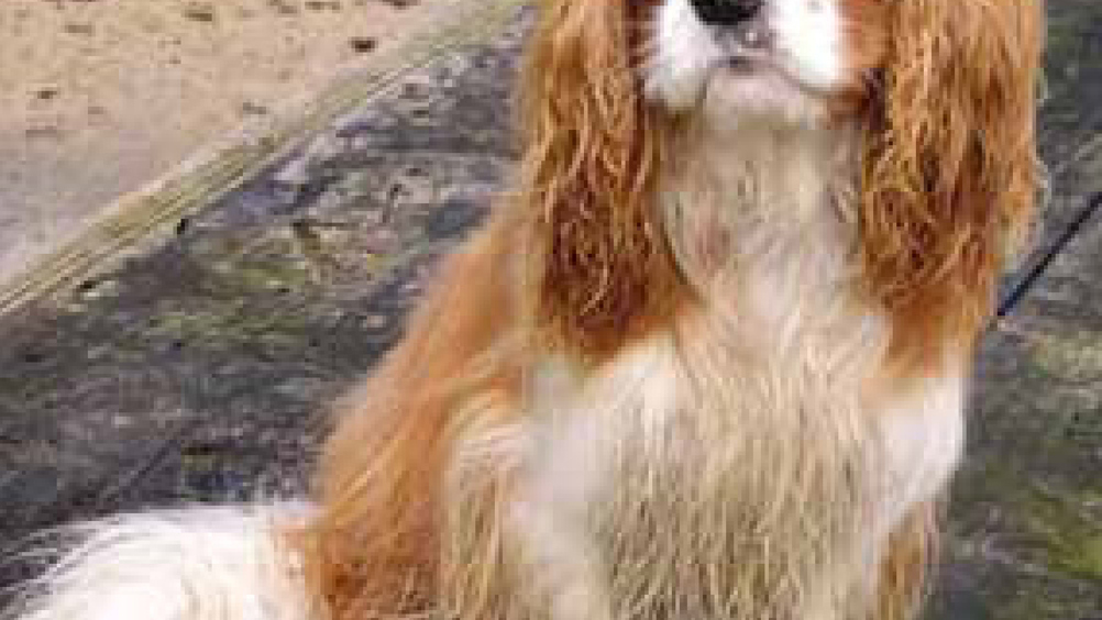 Figure 1. Inbreeding can lead to hidden inherited problems, such as heart conditions in the Cavalier King Charles Spaniel.