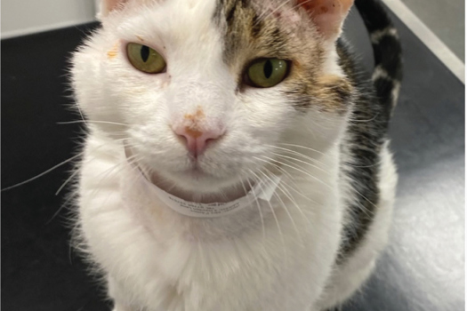 Figure 1. 6-year-old feline patient one week after surgery.