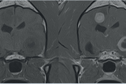 Figure 1. A transverse MRI image of a canine brain showing pre- and post-contrast administration with gadolinium (Dotarem, Guerbet). The contrast images, on the right, shows enhancement in areas of the brain with neoplastic or inflammatory processes.