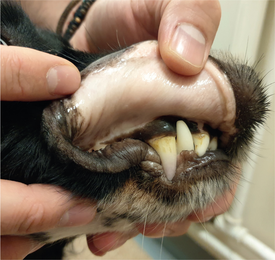 Canine imha hotsell prognosis
