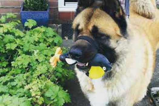 Figure 1. Aggressive dogs may suffer by being muzzled constantly or tied up for long periods.