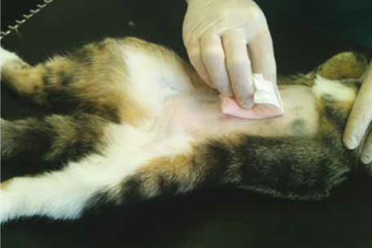 Figure 2. Gauze swabs are preferable to cotton wool for the application of skin prep solutions.