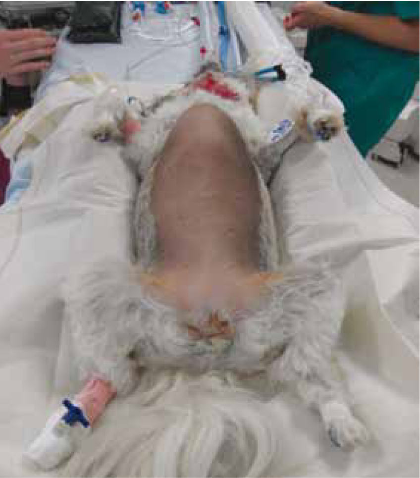 Liver shunt treatment in dogs online