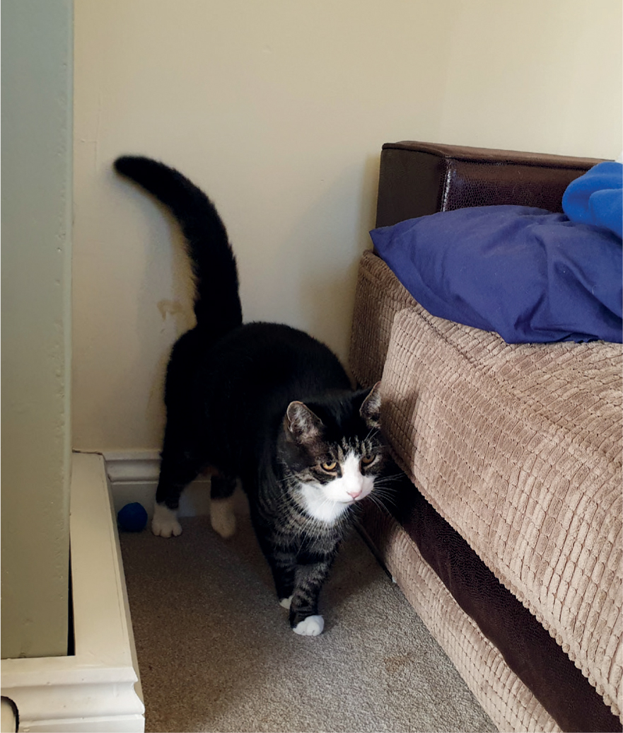 Feline idiopathic cystitis clearance natural treatment