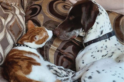 Figure 2. Cohabiting pets, Eddie and Hank.