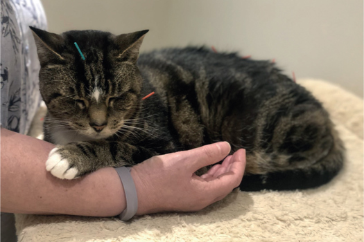 Figure 2. Acupuncture is often well-tolerated by cats and may help alleviate chronic pain.
