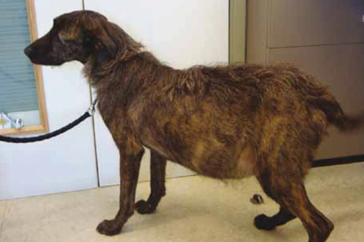 Figure 1. Dog with dilated cardiomyopathy, exhibiting signs of ascites and cachexia.