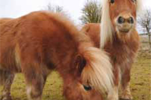  The NEHS survey helps to keep horses and ponies healthy.
