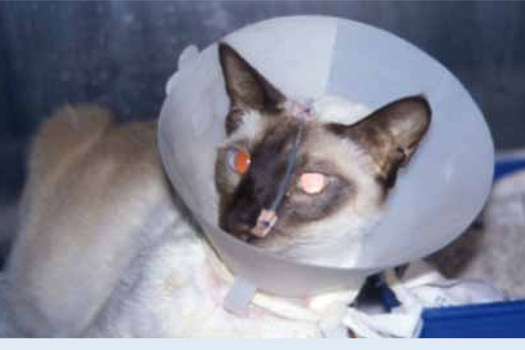 Figure 1. Cat with a nasogastric tube and Elizabethan collar.