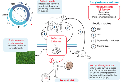 Figure 1. Life cycle of canine hookworm, Ancylostoma caninum (image reproduced with permission of MARS Pet Care/Antech Diagnostics, Education).