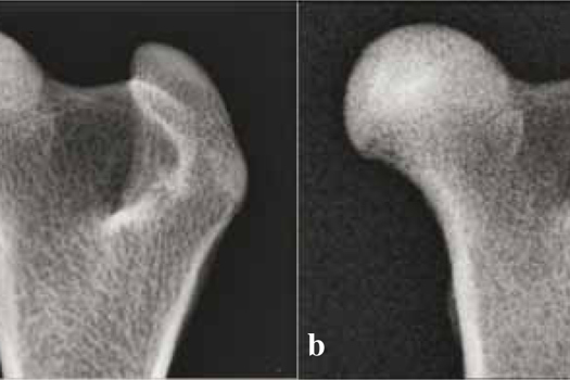Figure 1. Effect of exposure on image quality for digital radiography. a) With an appropriate exposure good bony detail is seen. b) Underexposure results in an image which is grainy or mottled in appearance. Note the brightness and contrast is acceptable but detail is lost.