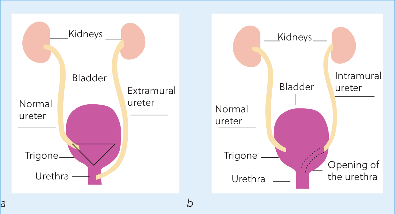 Canine Urinary Incontinence Diagnosis