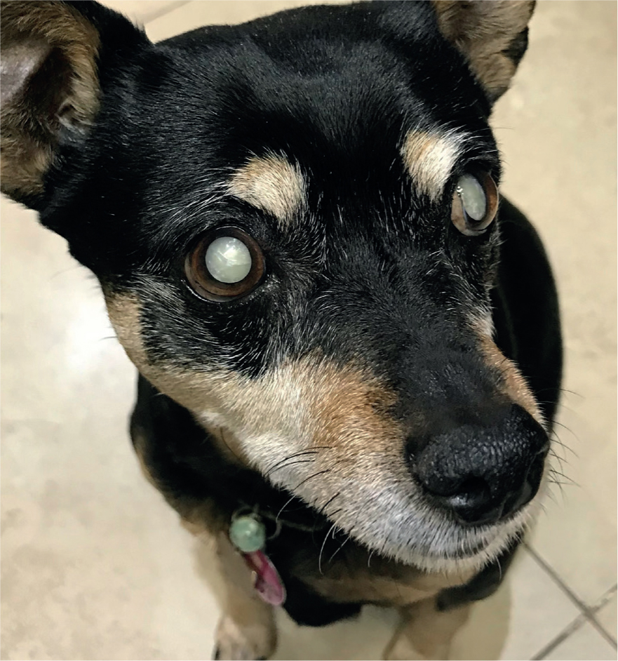 Visually impaired sales dogs