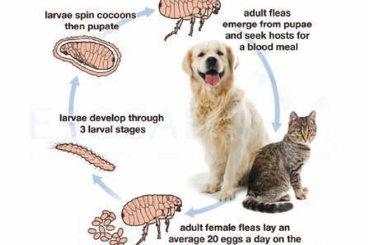  The entire lifecycle of fleas can take as little as 12 days to complete.