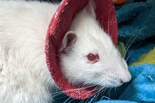 Figure 10. Porphyrin staining around the eyes of a rat due to inability to groom properly.