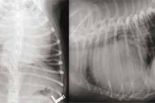 Figure 1. Thoracic radiographs revealing cardiomegaly and an alveolar pattern suggestive of pulmonary oedema.