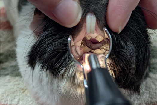 Figure 5. This guinea pig is suffering from dental disease. The crowns of the mandibular jugal teeth have grown into a ‘bridge’ over the tongue, entrapping it. Surgical intervention is required, and this patient will likely need nutritional support prior to and after surgery.