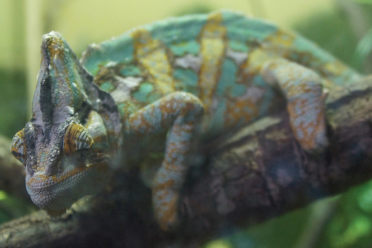  Chameleons are widely available for sale online, leading people to believe that they are easy to look after.