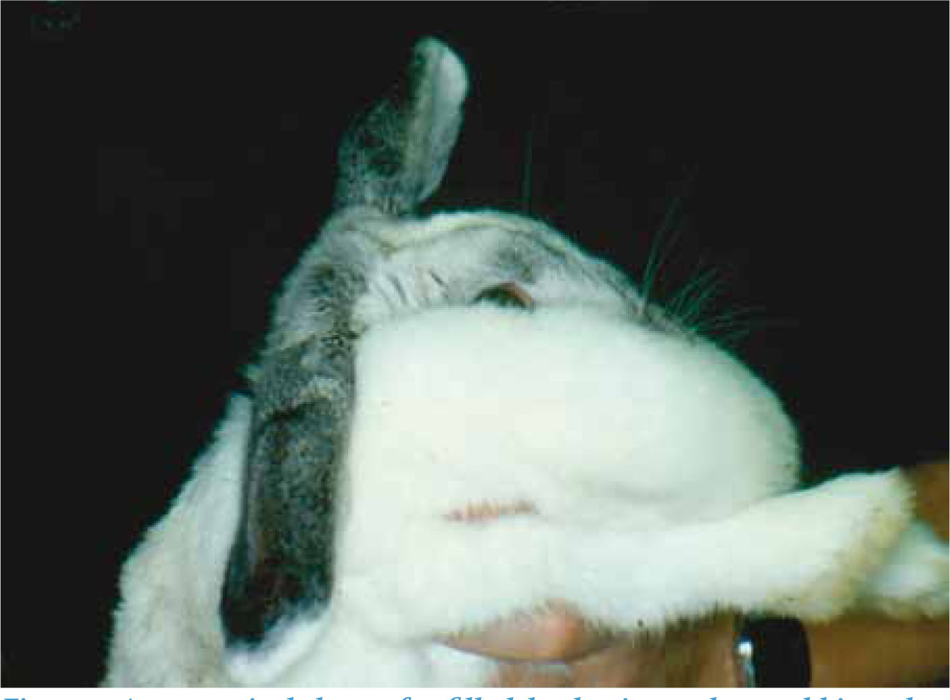 Advantage multi for best sale rabbits