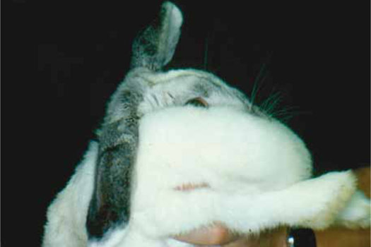 Figure 3. An excessively large, fat-filled dewlap in an obese rabbit makes it harder for the rabbit to carry out normal activities such as eating caecotrophs and grooming, and may get wet and soiled (e.g. from dangling into the water bowl), which can leading to skin problems.