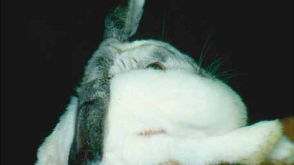 Figure 3. An excessively large, fat-filled dewlap in an obese rabbit makes it harder for the rabbit to carry out normal activities such as eating caecotrophs and grooming, and may get wet and soiled (e.g. from dangling into the water bowl), which can leading to skin problems.